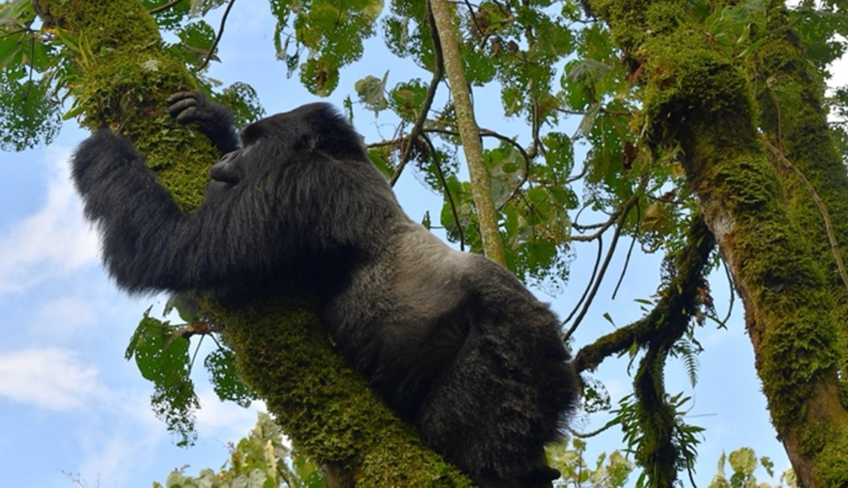 Complete guide to solo gorilla trekking Rwanda 2026 — permits, safety, costs, best lodges, meeting other travellers & solo itineraries. Go Safaris Africa.