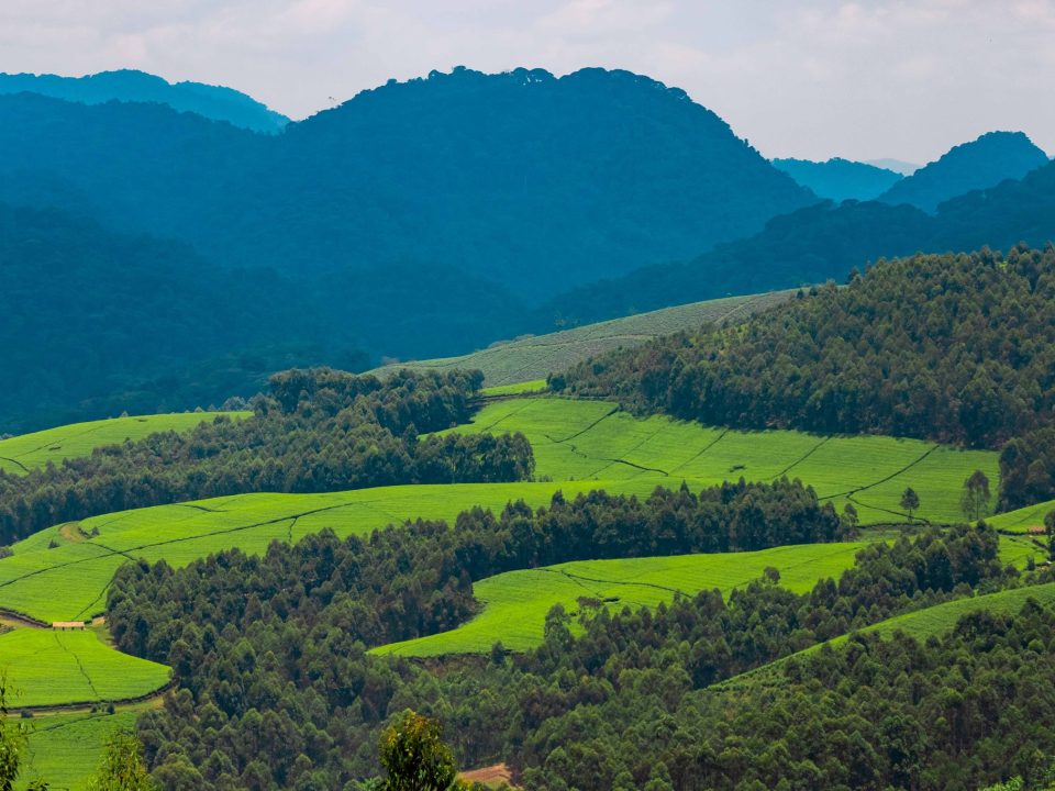 Complete Rwanda travel guide 2026 — visa, safety, best time to visit, top attractions, transport, money, health, and where to stay. Expert advice by Go Safaris Africa.