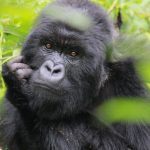 Rwanda or Uganda for gorilla trekking in 2026? Compare permits, costs, difficulty, best parks, and which destination is right for you. Expert guide by Go Safaris Africa.