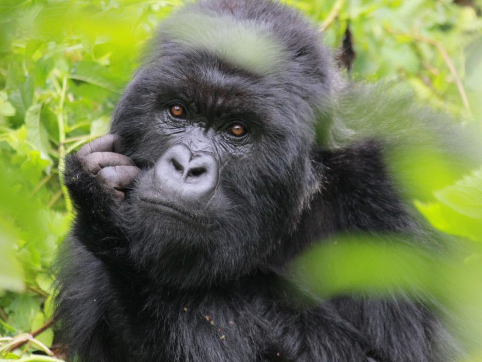Rwanda or Uganda for gorilla trekking in 2026? Compare permits, costs, difficulty, best parks, and which destination is right for you. Expert guide by Go Safaris Africa.