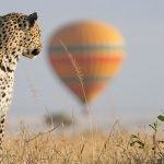 Complete guide to Maasai Mara National Reserve 2026 — Great Migration, best camps, game drives, when to go, conservancies and costs. Expert guide by Go Safaris Africa.