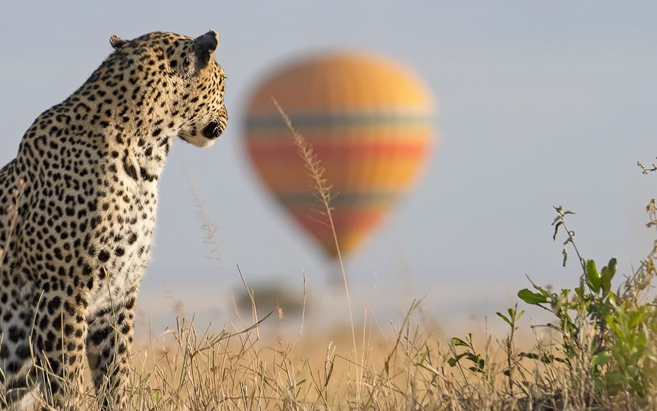 Complete guide to Maasai Mara National Reserve 2026 — Great Migration, best camps, game drives, when to go, conservancies and costs. Expert guide by Go Safaris Africa.