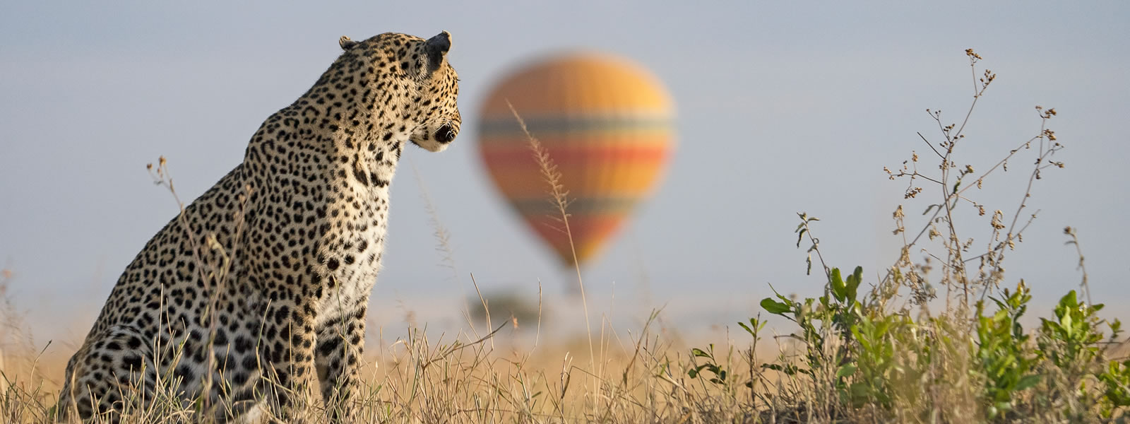 Complete guide to Maasai Mara National Reserve 2026 — Great Migration, best camps, game drives, when to go, conservancies and costs. Expert guide by Go Safaris Africa.