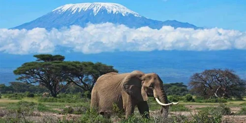 Complete Tanzania safari guide 2026 — Serengeti Great Migration, Ngorongoro Crater, Zanzibar, Kilimanjaro and more. Tailor-made Tanzania safari packages by Go Safaris Africa.