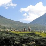 Everything you need to know about Volcanoes National Park Rwanda — gorilla trekking, golden monkeys, hiking, permits, lodges, and how to get there. Go Safaris Africa.