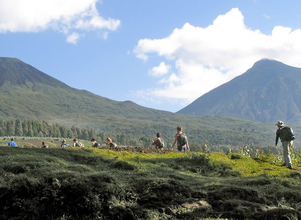 Everything you need to know about Volcanoes National Park Rwanda — gorilla trekking, golden monkeys, hiking, permits, lodges, and how to get there. Go Safaris Africa.