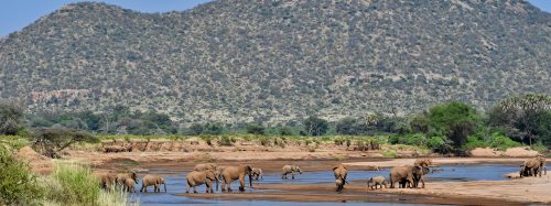 Complete Kenya safari guide 2026 — Maasai Mara Great Migration, Amboseli elephants, Lake Nakuru rhinos, Samburu and more. Tailor-made Kenya safari packages by Go Safaris Africa.