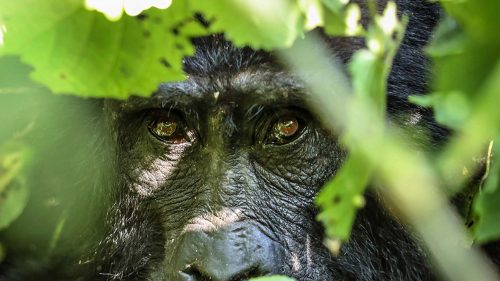Go Safaris Africa is a Kigali-based gorilla trekking and East Africa safari specialist. Meet our team, our story, our values and our commitment to conservation.