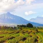 Perfect 7-day Rwanda safari itinerary 2026 — gorilla trekking, golden monkeys, Akagera National Park, Lake Kivu & Kigali. Day by day guide with costs. Go Safaris Africa.