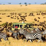 Kenya vs Tanzania safari 2026 — complete comparison of wildlife, costs, best parks, seasons, and which destination is right for you. Expert guide by Go Safaris Africa.