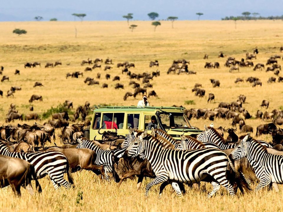 Kenya vs Tanzania safari 2026 — complete comparison of wildlife, costs, best parks, seasons, and which destination is right for you. Expert guide by Go Safaris Africa.