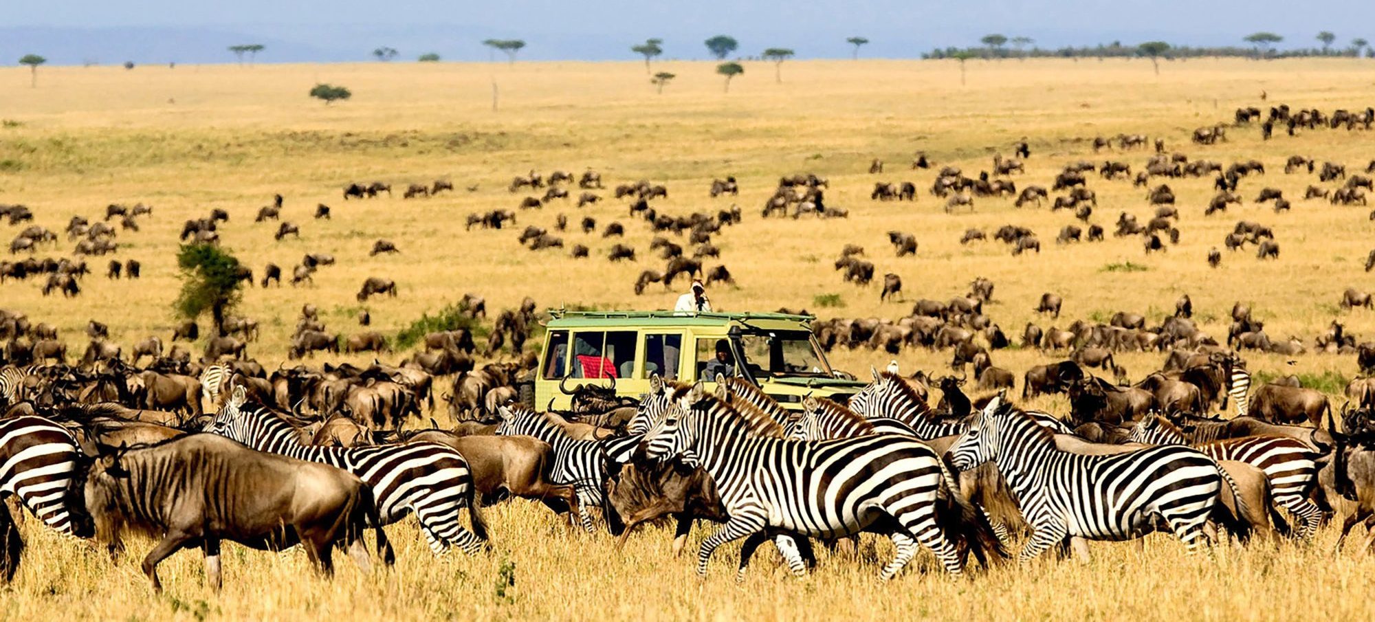 Kenya vs Tanzania safari 2026 — complete comparison of wildlife, costs, best parks, seasons, and which destination is right for you. Expert guide by Go Safaris Africa.