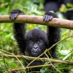 Complete gorilla trekking photography tips 2026 — best camera settings, lenses, lighting, composition and everything you need for extraordinary gorilla photos. Go Safaris Africa.