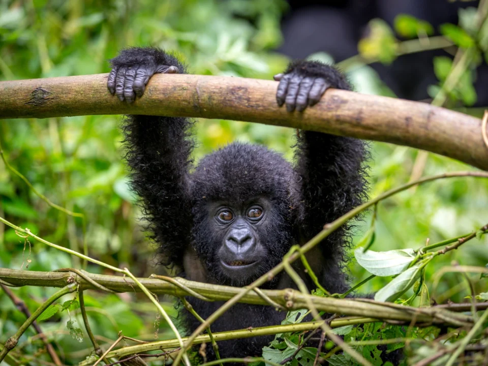 Complete gorilla trekking photography tips 2026 — best camera settings, lenses, lighting, composition and everything you need for extraordinary gorilla photos. Go Safaris Africa.