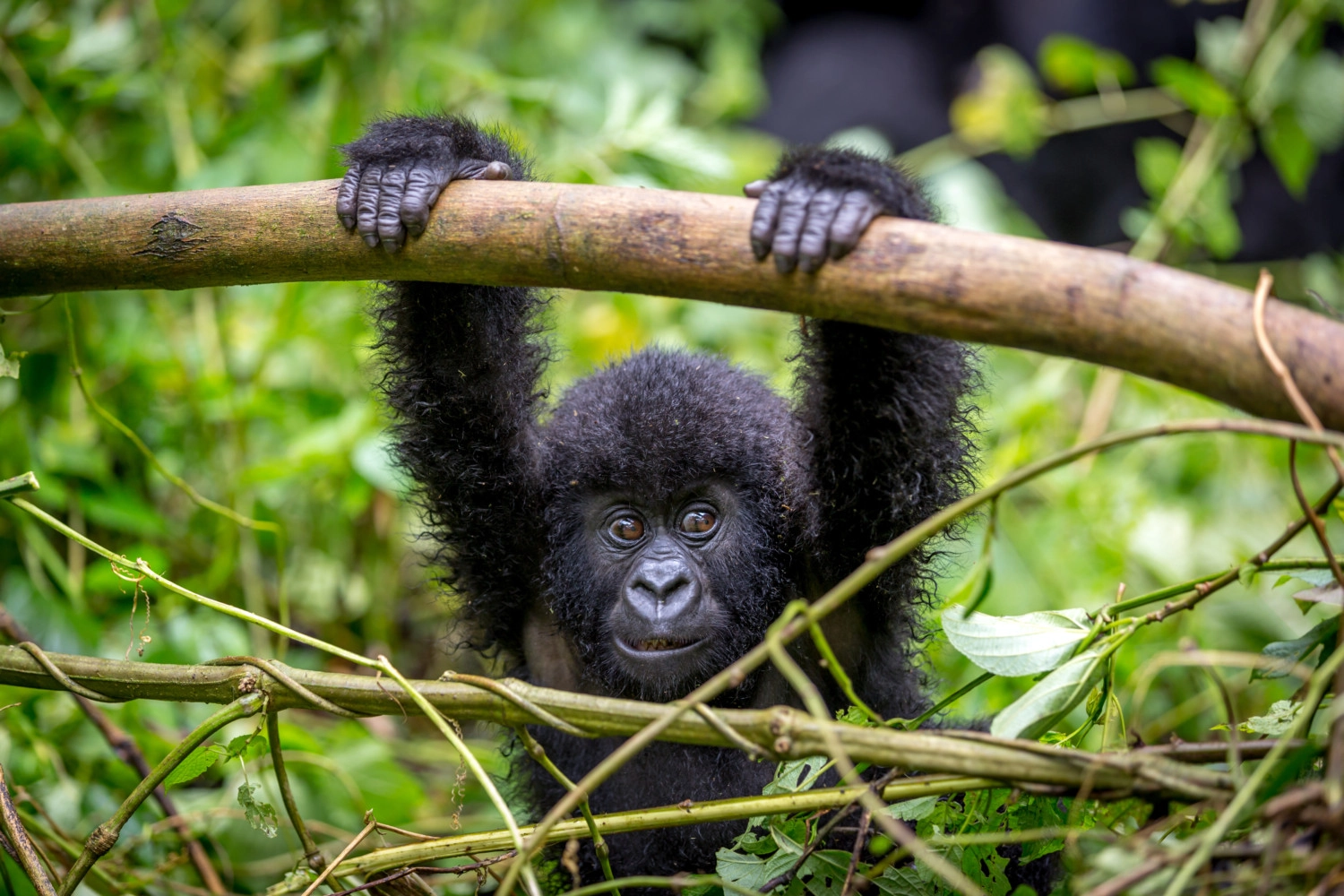 Complete gorilla trekking photography tips 2026 — best camera settings, lenses, lighting, composition and everything you need for extraordinary gorilla photos. Go Safaris Africa.