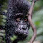 Everything you need to know about booking a Rwanda gorilla permit in 2026 — cost, how to book, best dates, cancellation policy, and tips. Expert guide by Go Safaris Africa.