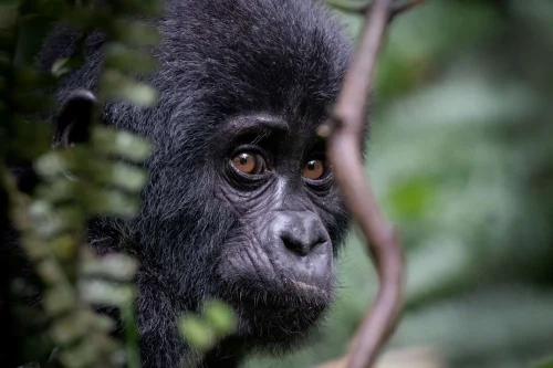 Everything you need to know about booking a Rwanda gorilla permit in 2026 — cost, how to book, best dates, cancellation policy, and tips. Expert guide by Go Safaris Africa.