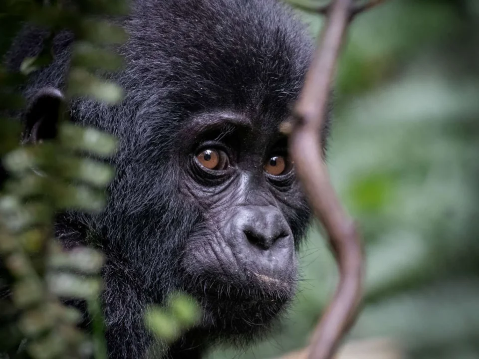 Everything you need to know about booking a Rwanda gorilla permit in 2026 — cost, how to book, best dates, cancellation policy, and tips. Expert guide by Go Safaris Africa.