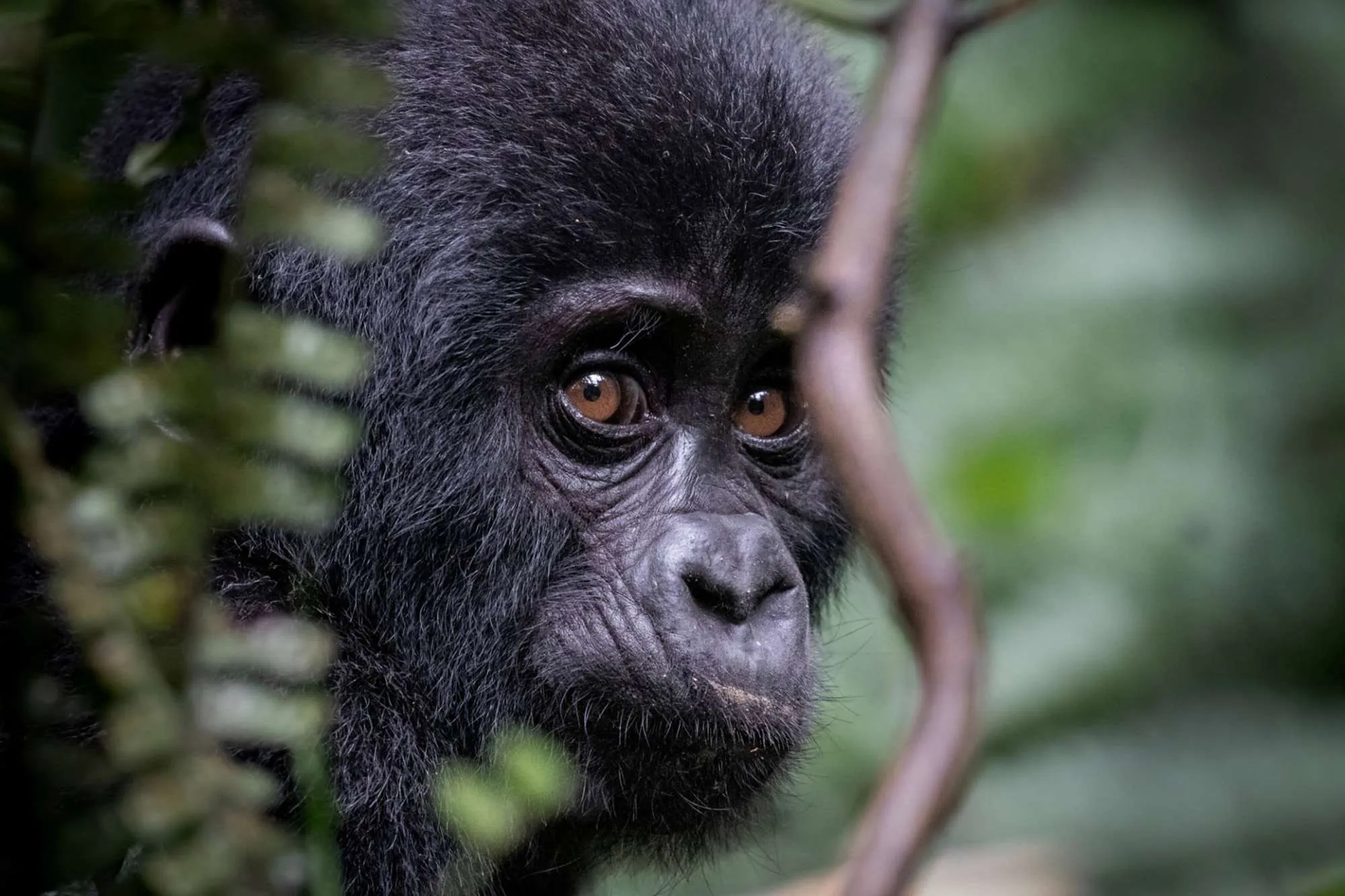 Everything you need to know about booking a Rwanda gorilla permit in 2026 — cost, how to book, best dates, cancellation policy, and tips. Expert guide by Go Safaris Africa.