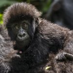 Rwanda vs DRC gorilla trekking — complete comparison of permits, costs, experience, safety, accessibility and which destination is right for you. Go Safaris Africa.