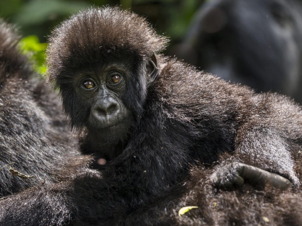 Rwanda vs DRC gorilla trekking — complete comparison of permits, costs, experience, safety, accessibility and which destination is right for you. Go Safaris Africa.
