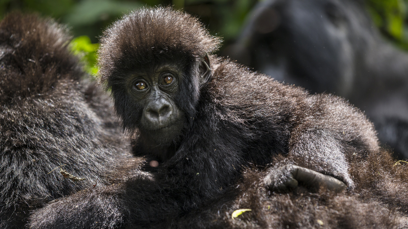 Rwanda vs DRC gorilla trekking — complete comparison of permits, costs, experience, safety, accessibility and which destination is right for you. Go Safaris Africa.