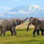 Complete guide to Amboseli National Park 2026 — elephants, Kilimanjaro views, game drives, best camps, when to go and how to get there. Expert guide by Go Safaris Africa.