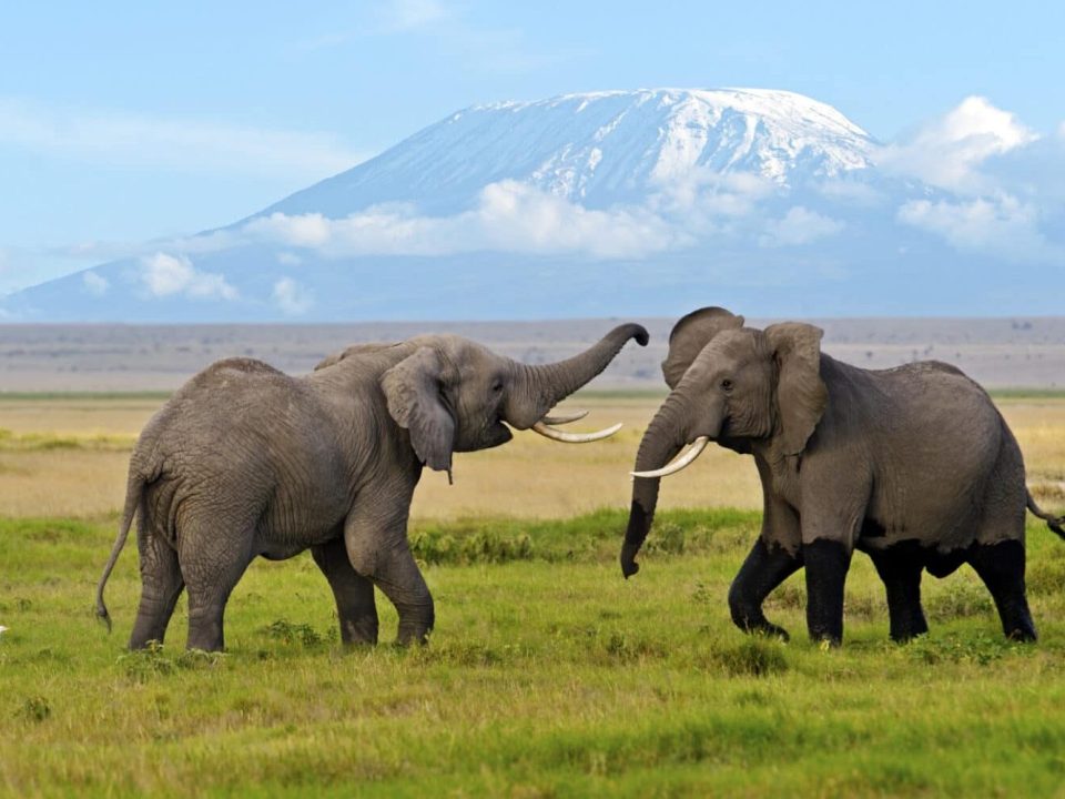 Complete guide to Amboseli National Park 2026 — elephants, Kilimanjaro views, game drives, best camps, when to go and how to get there. Expert guide by Go Safaris Africa.