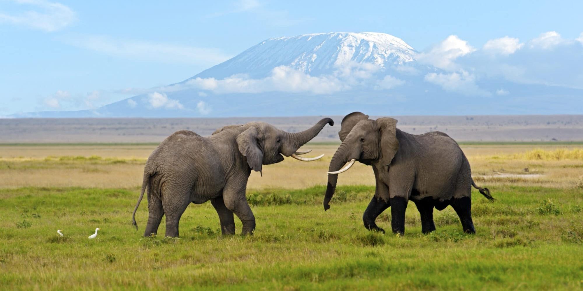 Complete guide to Amboseli National Park 2026 — elephants, Kilimanjaro views, game drives, best camps, when to go and how to get there. Expert guide by Go Safaris Africa.