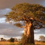Complete guide to Tarangire National Park 2026 — elephants, baobabs, game drives, best camps, when to go, wildlife and how to get there. Expert guide by Go Safaris Africa.