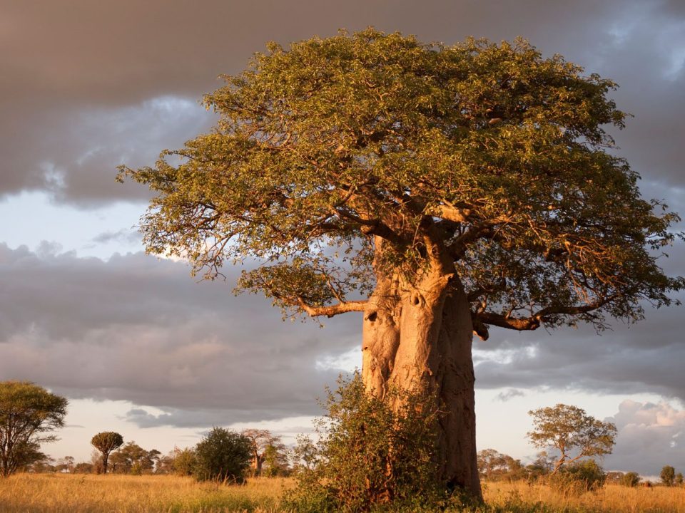 Complete guide to Tarangire National Park 2026 — elephants, baobabs, game drives, best camps, when to go, wildlife and how to get there. Expert guide by Go Safaris Africa.