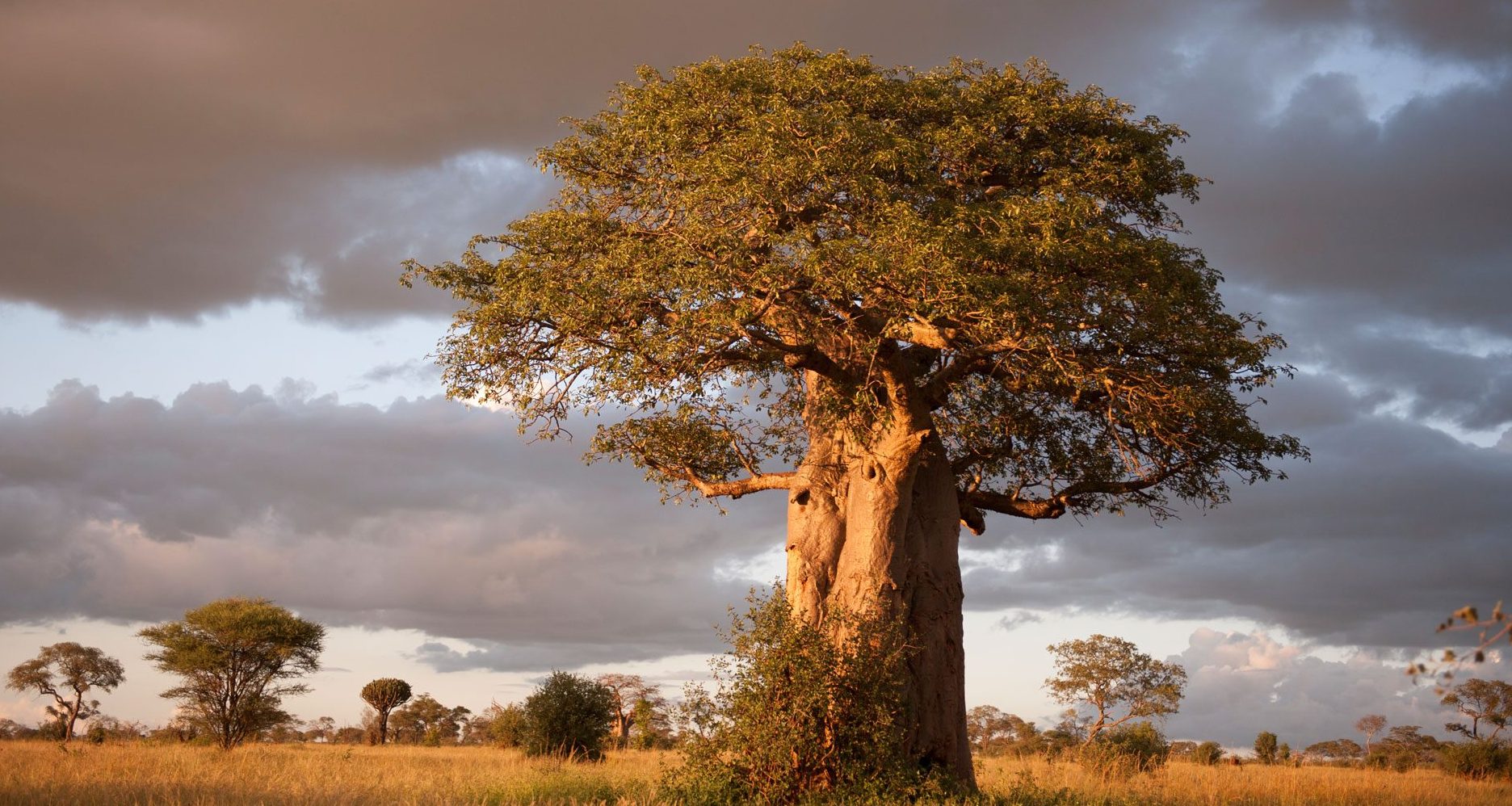 Complete guide to Tarangire National Park 2026 — elephants, baobabs, game drives, best camps, when to go, wildlife and how to get there. Expert guide by Go Safaris Africa.