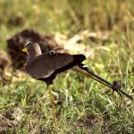 Complete East Africa photography safari guide 2026 — best destinations, camera settings, gorilla photography, migration, when to go and how to plan. Go Safaris Africa.