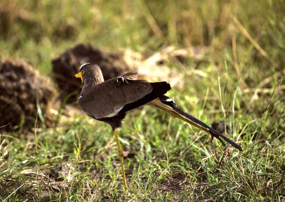 Complete East Africa photography safari guide 2026 — best destinations, camera settings, gorilla photography, migration, when to go and how to plan. Go Safaris Africa.