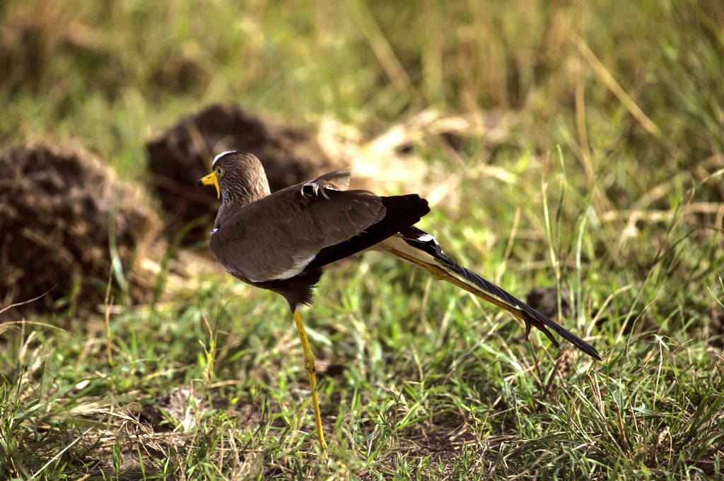 Complete East Africa photography safari guide 2026 — best destinations, camera settings, gorilla photography, migration, when to go and how to plan. Go Safaris Africa.