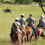Complete guide to Lake Mburo National Park Uganda 2026 — zebras, impalas, hippos, boat safari, horse riding, game drives and how to get there. Go Safaris Africa.