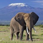 Complete guide to what to expect on your first African safari 2026 — game drives, wildlife, accommodation, costs, packing and everything first-timers need to know. Go Safaris Africa.