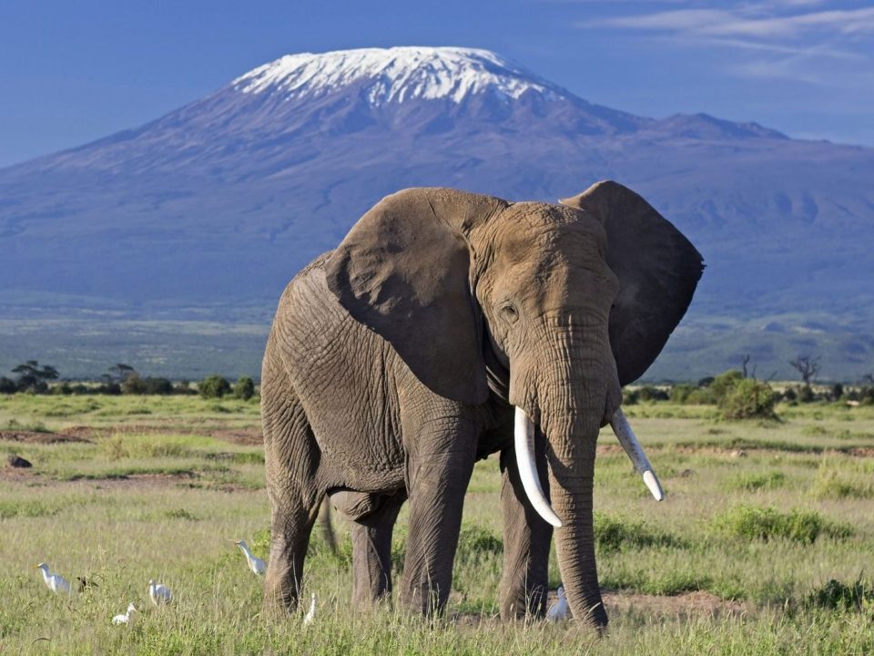 Complete guide to what to expect on your first African safari 2026 — game drives, wildlife, accommodation, costs, packing and everything first-timers need to know. Go Safaris Africa.