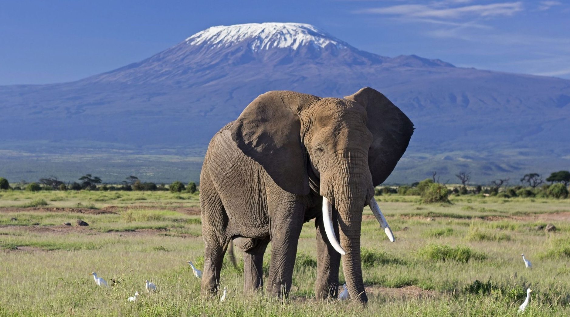 Complete guide to what to expect on your first African safari 2026 — game drives, wildlife, accommodation, costs, packing and everything first-timers need to know. Go Safaris Africa.