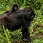 f you are planning a gorilla trekking safari and have been following recent news you are probably asking the same question hundreds of travellers are contacting us about right now: is gorilla trekking safe in 2026?