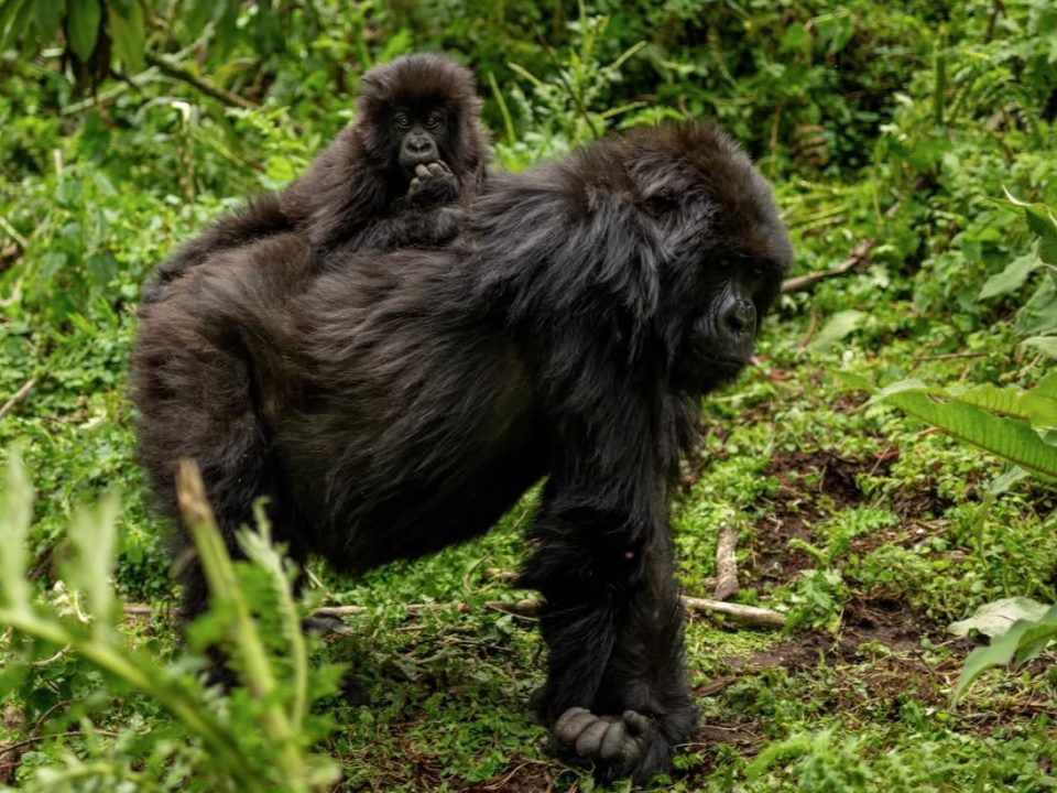 f you are planning a gorilla trekking safari and have been following recent news you are probably asking the same question hundreds of travellers are contacting us about right now: is gorilla trekking safe in 2026?