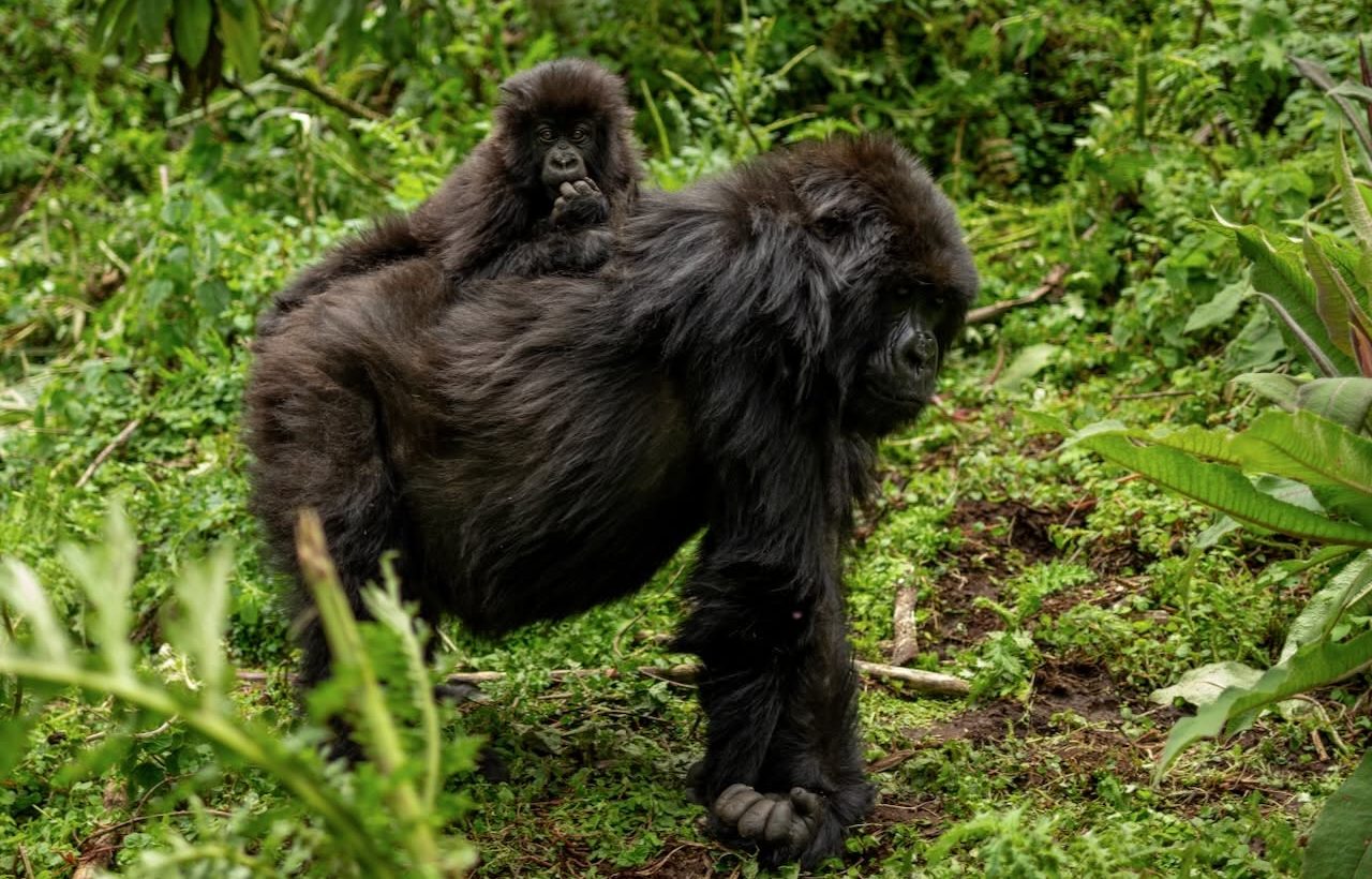 f you are planning a gorilla trekking safari and have been following recent news you are probably asking the same question hundreds of travellers are contacting us about right now: is gorilla trekking safe in 2026?