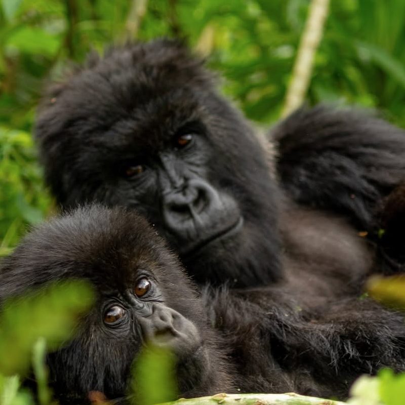 Experience Rwanda's greatest wildlife highlights in 5 day Rwanda safari— gorilla trekking in Volcanoes National Park, golden monkey trekking, Lake Kivu relaxation and Kigali city tour. Go Safaris Africa.