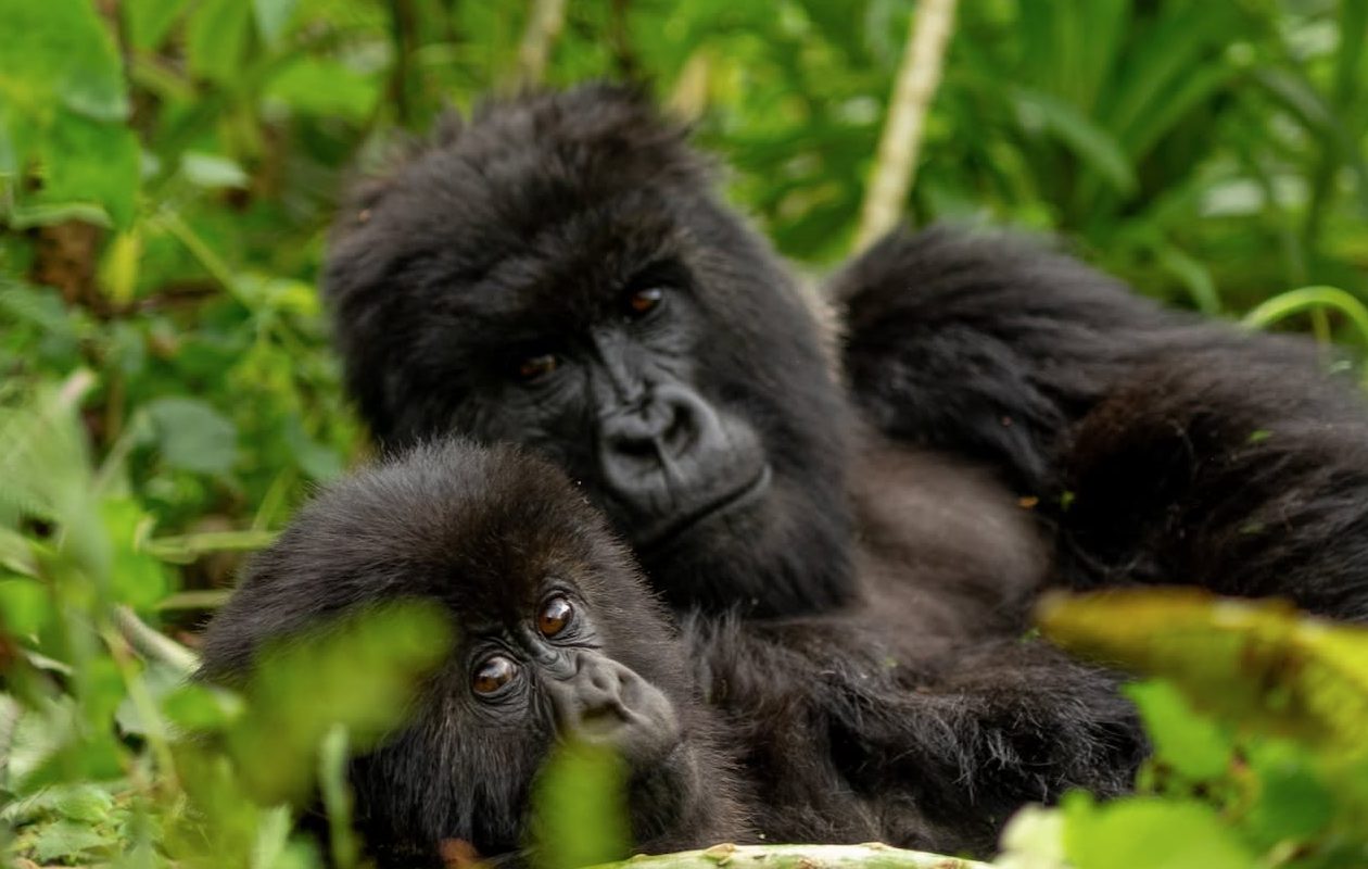 Experience Rwanda's greatest wildlife highlights in 5 day Rwanda safari— gorilla trekking in Volcanoes National Park, golden monkey trekking, Lake Kivu relaxation and Kigali city tour. Go Safaris Africa.