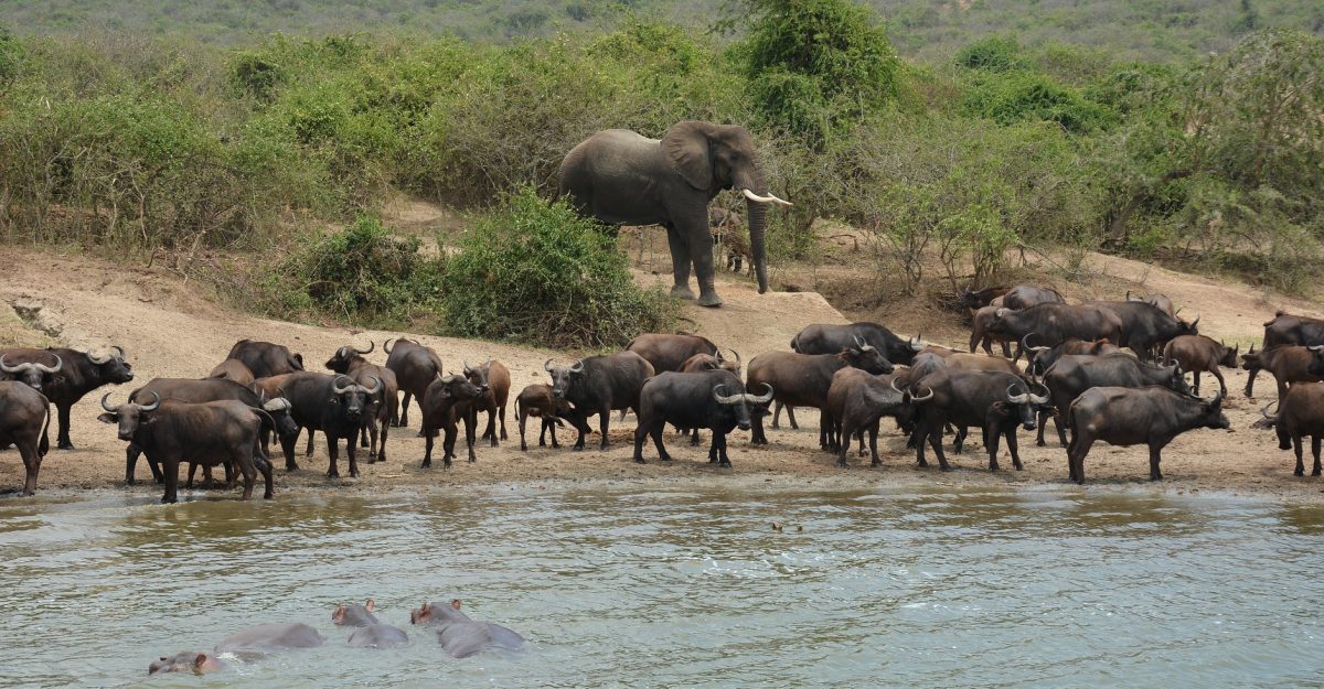 The complete Uganda safari in 10 days — gorilla trekking Bwindi, chimpanzees Kibale, Queen Elizabeth, Murchison Falls and Lake Bunyonyi. From $3,500. Go Safaris Africa.