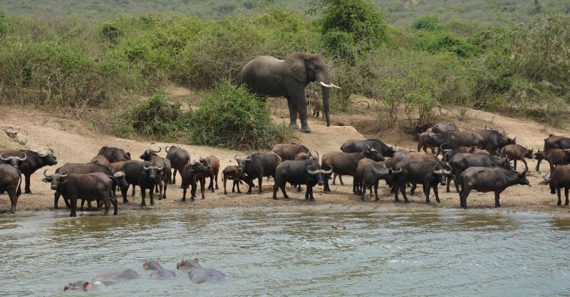 The complete Uganda safari in 10 days — gorilla trekking Bwindi, chimpanzees Kibale, Queen Elizabeth, Murchison Falls and Lake Bunyonyi. From $3,500. Go Safaris Africa.