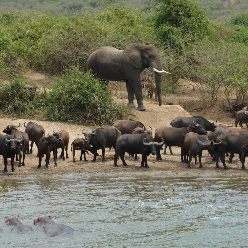 The complete Uganda safari in 10 days — gorilla trekking Bwindi, chimpanzees Kibale, Queen Elizabeth, Murchison Falls and Lake Bunyonyi. From $3,500. Go Safaris Africa.