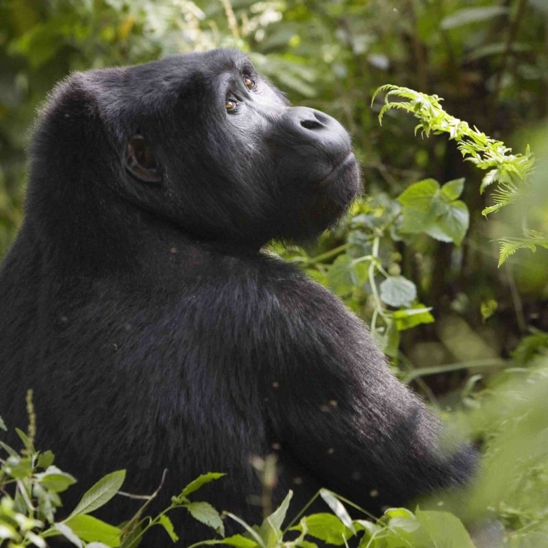 The ultimate East Africa primate safari — two gorilla encounters in Rwanda and Uganda, chimpanzees, Big Five, Murchison Falls and Lake Kivu. From $5,500. Go Safaris Africa.