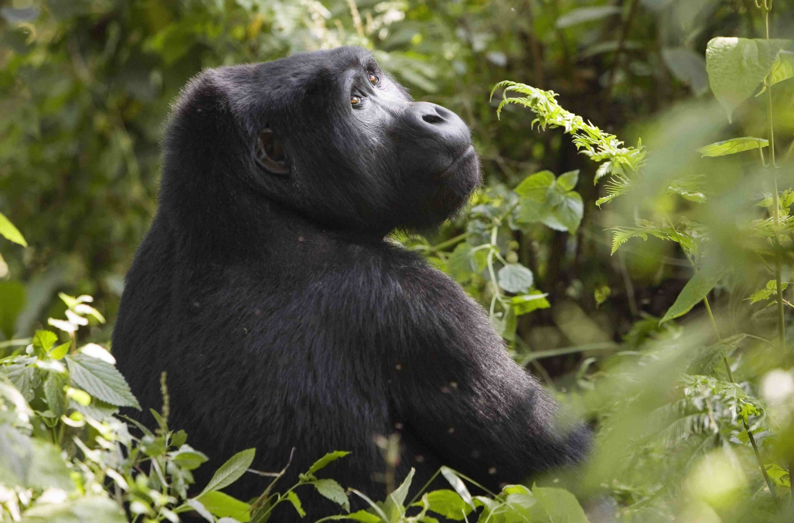 The ultimate East Africa primate safari — two gorilla encounters in Rwanda and Uganda, chimpanzees, Big Five, Murchison Falls and Lake Kivu. From $5,500. Go Safaris Africa.