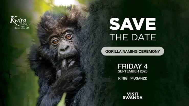 Kwita Izina 2026 takes place September 4 in Kinigi Rwanda — 22 baby mountain gorillas named at the 21st edition. Complete guide from Go Safaris Africa — Kigali's local experts.